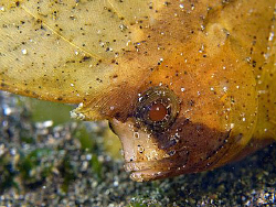 Cockatoo Waspfish. Secret Bay, Bali. by Doug Anderson 
